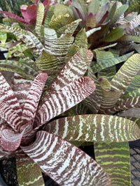 Bromeliad Vriesea (Assorted) - Large - Ladybird Nursery