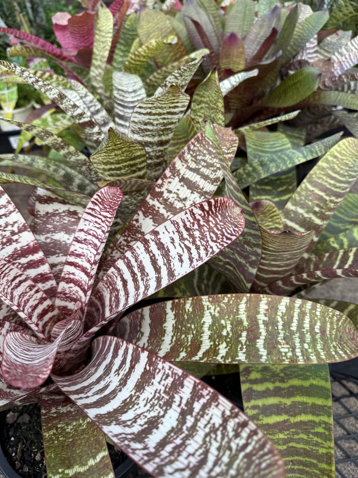 Bromeliad Vriesea (Assorted) - Large - Ladybird Nursery