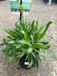 Armeria Dreameria™ 'Sweet Dreams' - Ladybird Nursery
