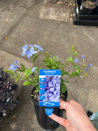 Plumbago ‘Royal Cape’ (Plumbago auriculata) - Ladybird Nursery