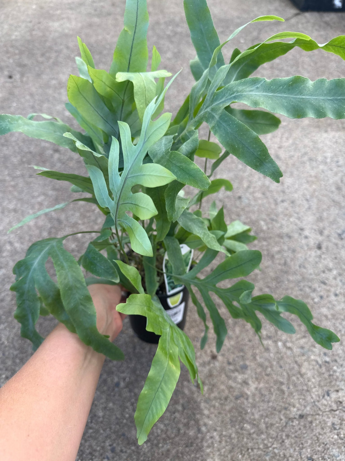 Fern 'Blue Star' (Phlebodium aureum) - Ladybird Nursery