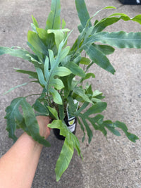 Fern 'Blue Star' (Phlebodium aureum) - Ladybird Nursery