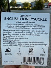 European/English Honeysuckle (Lonicera periclymenum) - Ladybird Nursery