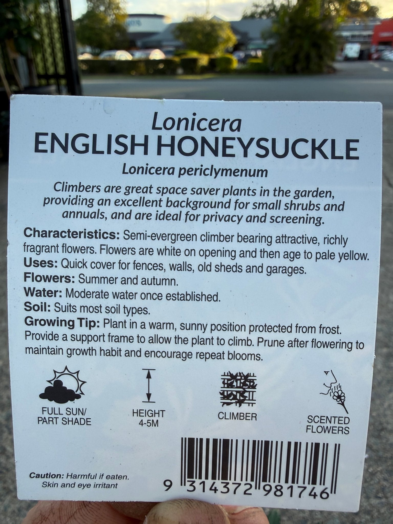 European/English Honeysuckle (Lonicera periclymenum) - Ladybird Nursery