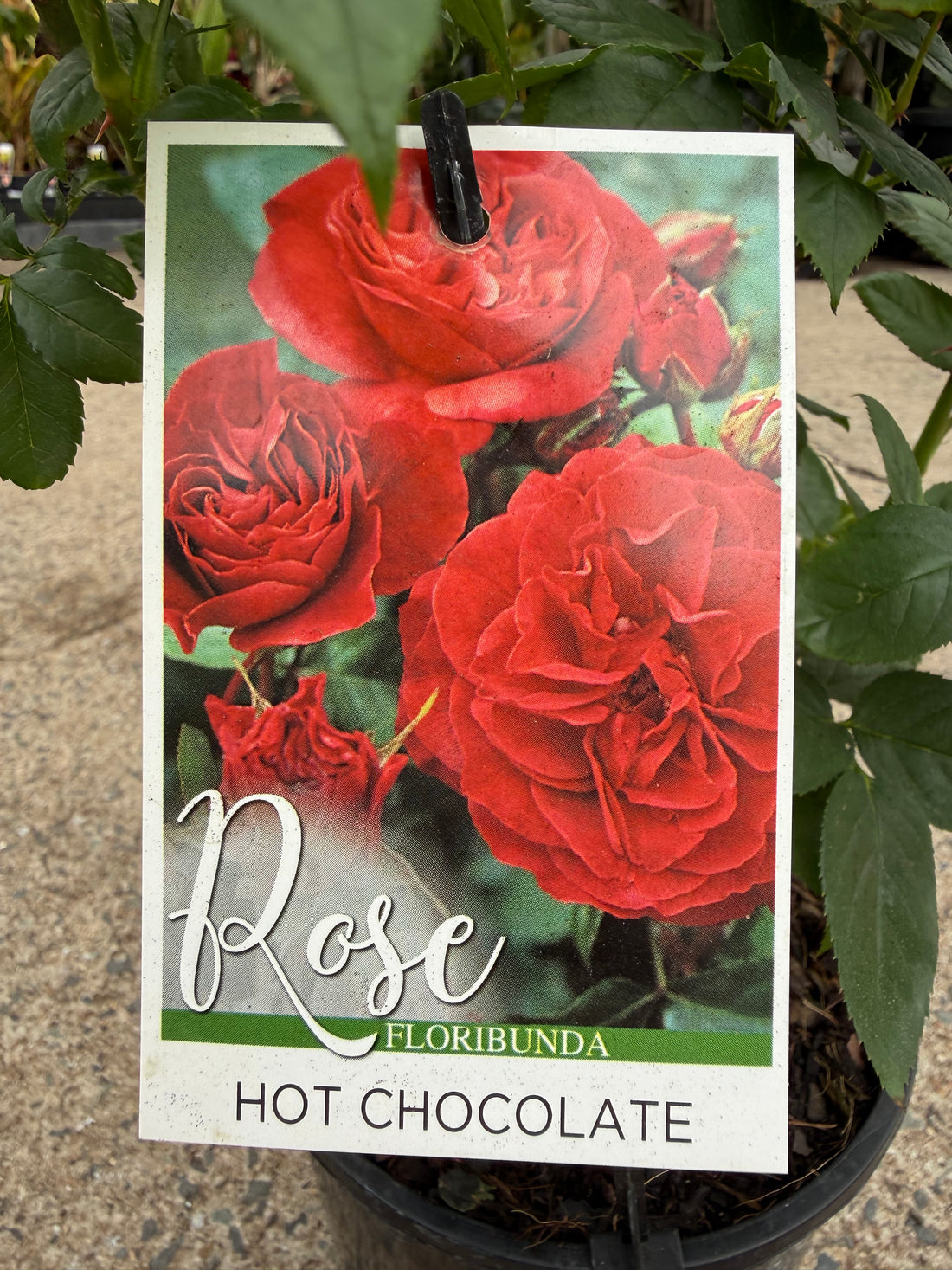 Rose 'Hot Chocolate'