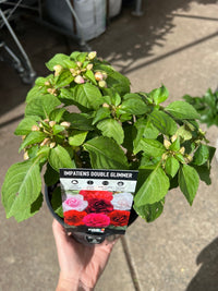 Double Glimmer (Impatiens) - Ladybird Nursery