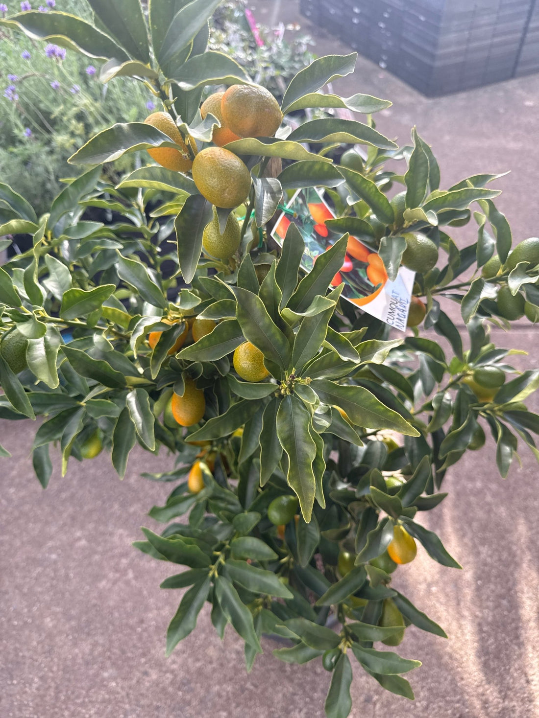 Kumquat 'Nagami' 300mm (PICKUP ONLY) - Ladybird Nursery