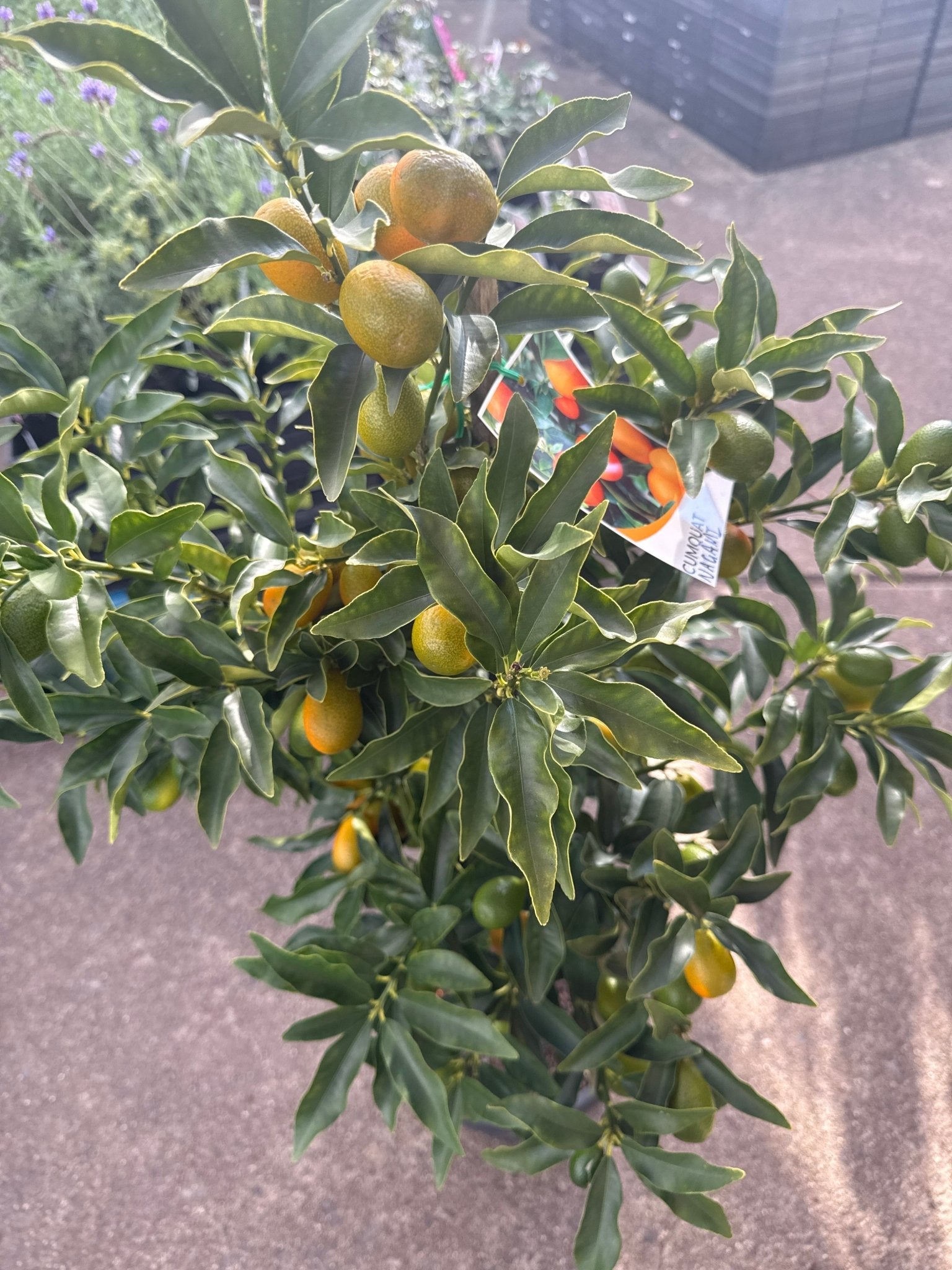 Kumquat 'Nagami' 300mm (PICKUP ONLY) - Ladybird Nursery