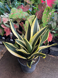 Sansevieria 'Black Gold' 250mm (PICKUP ONLY) - Ladybird Nursery