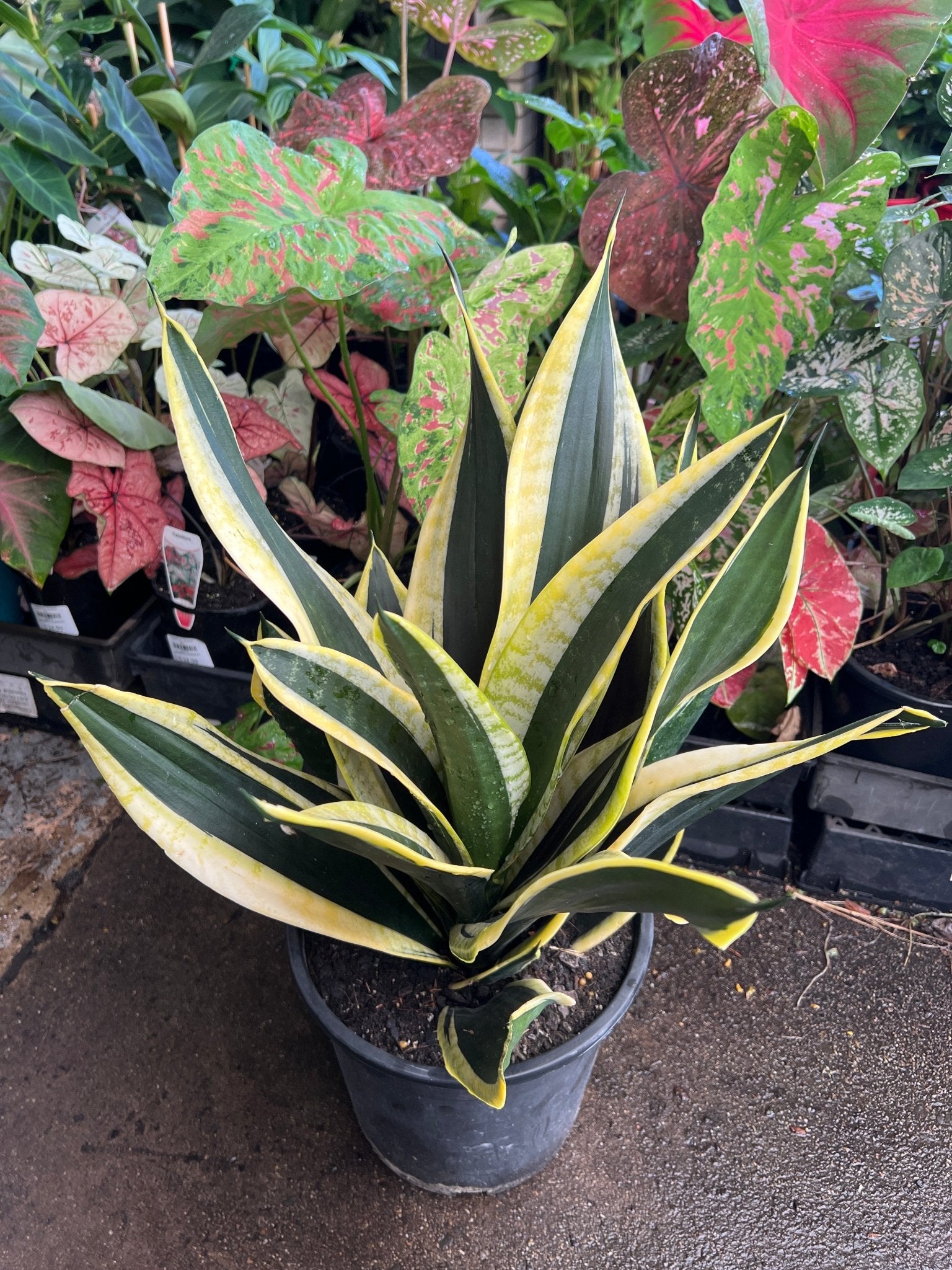 Sansevieria 'Black Gold' 250mm (PICKUP ONLY) - Ladybird Nursery