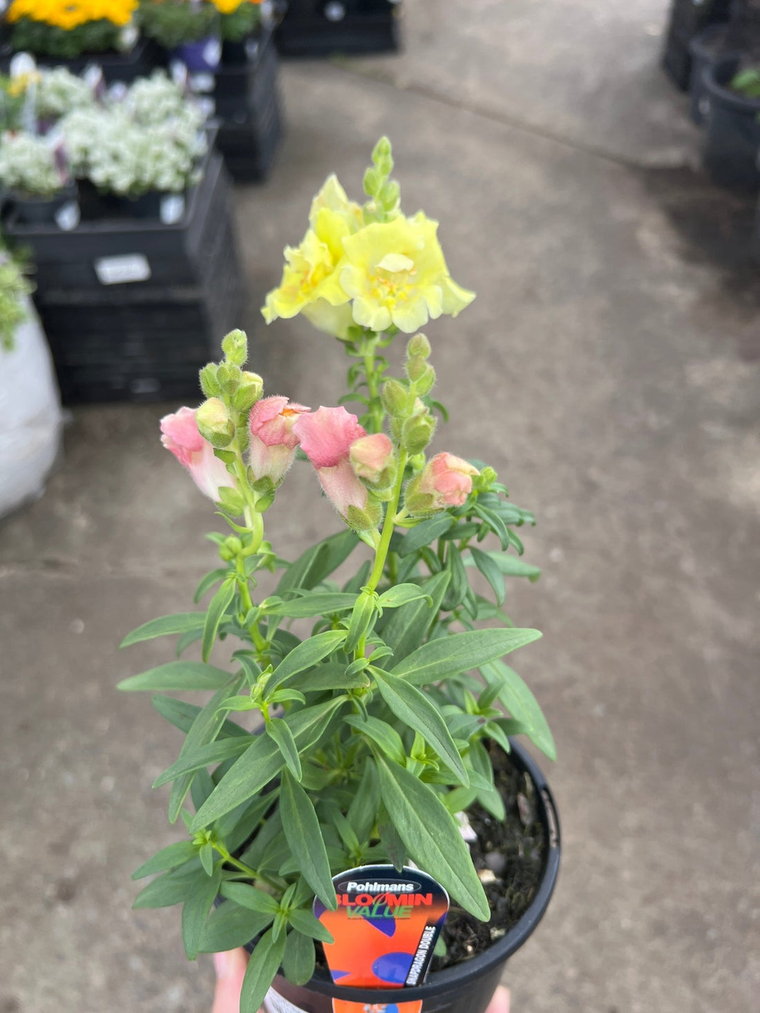 Snapdragon Double (Antirrhinum majus) - Ladybird Nursery