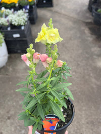 Snapdragon Double (Antirrhinum majus) - Ladybird Nursery