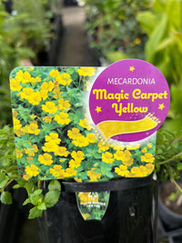 Mecardonia 'Magic Carpet Yellow' - Ladybird Nursery