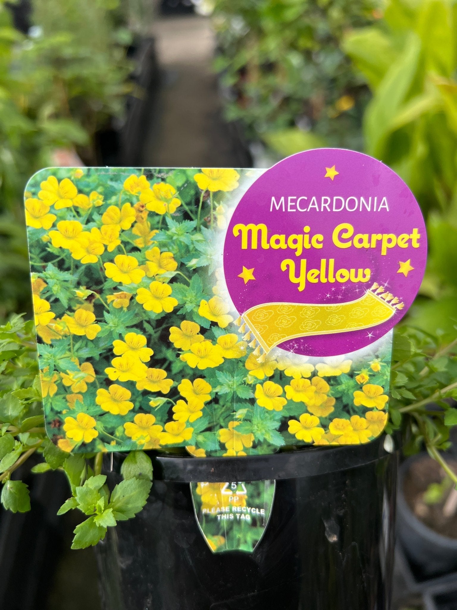 Mecardonia 'Magic Carpet Yellow' - Ladybird Nursery