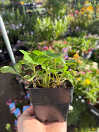 Strawberry 'Running Red'