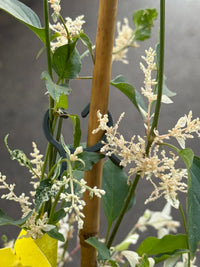 Amaranthus 'Fluffy Duck' - Ladybird Nursery