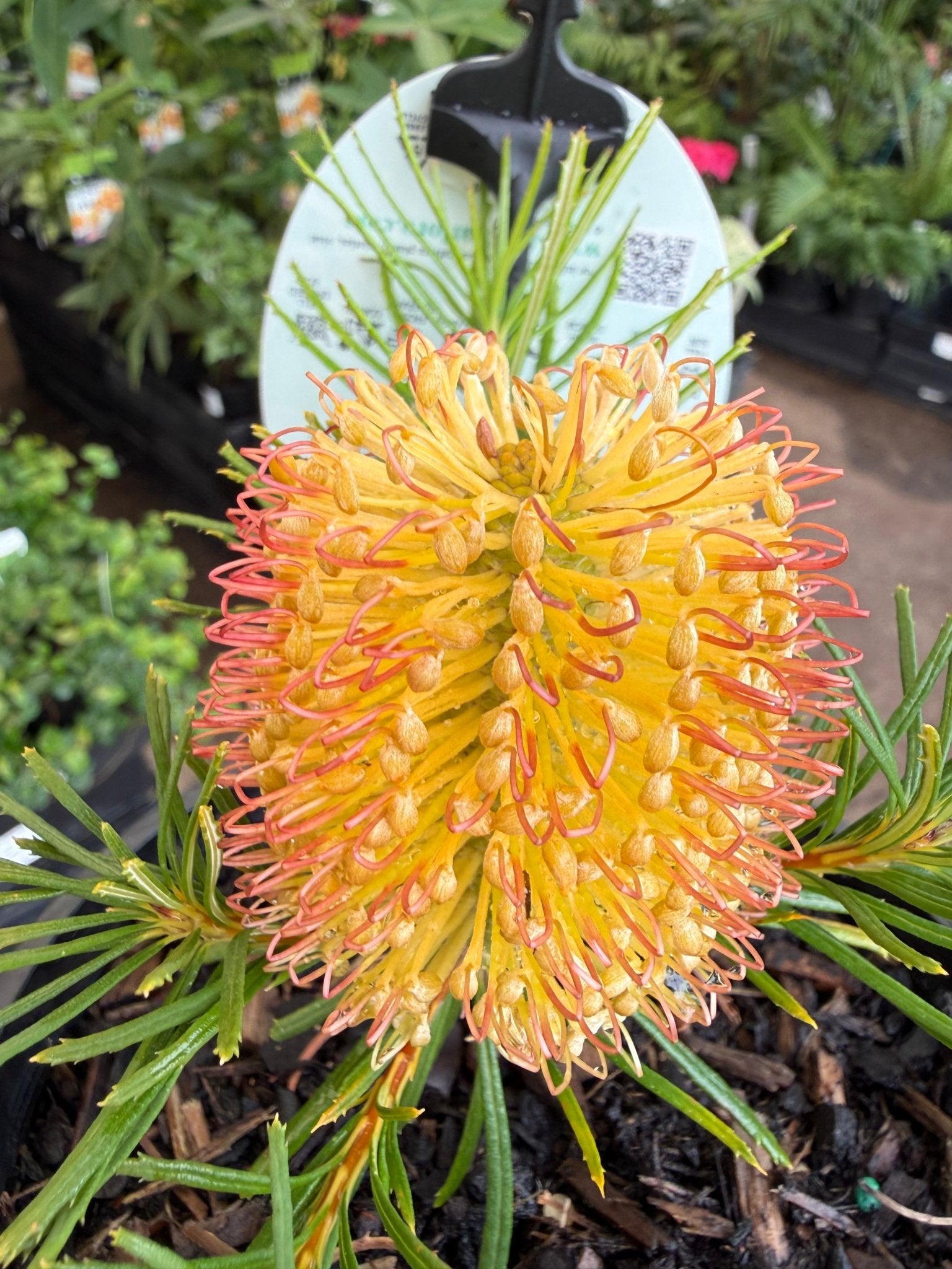Dwarf Banksia 'Birthday Candles' (Banksia spinulosa) - Ladybird Nursery