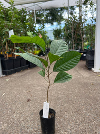 Langsat 'Duku' - Ladybird Nursery