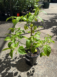 Chilli ‘White Fatalii’ - Ladybird Nursery