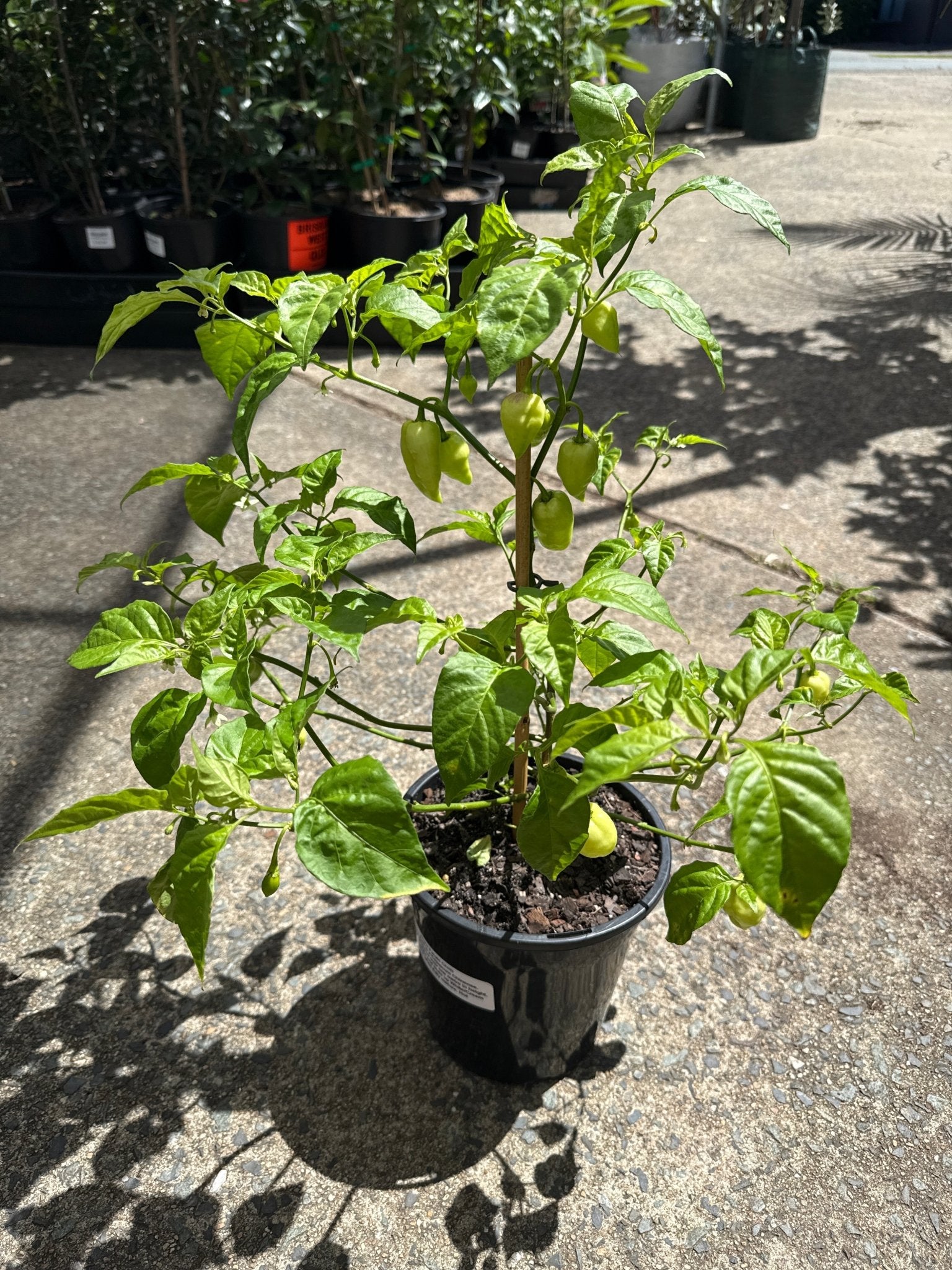 Chilli ‘White Fatalii’ - Ladybird Nursery