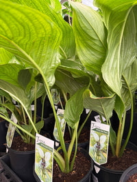 White Bat Plant (Tacca integrifolia) - Large - Ladybird Nursery