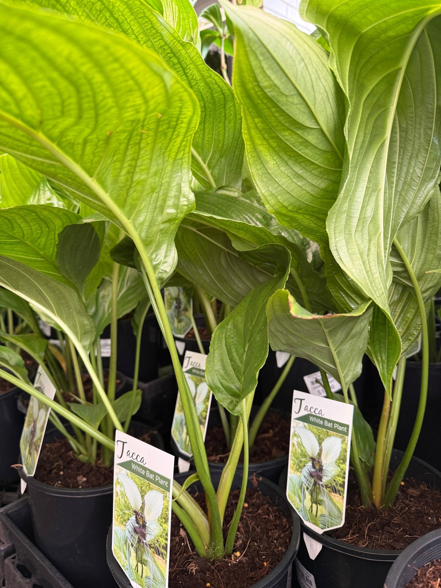 White Bat Plant (Tacca integrifolia) - Large - Ladybird Nursery