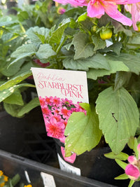 Dahlia 'Starburst Pink' - Ladybird Nursery
