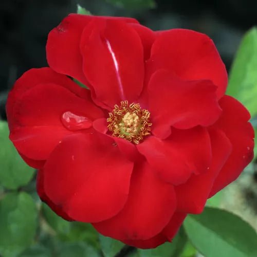 Rose Satchmo (Rosa) - Ladybird Nursery