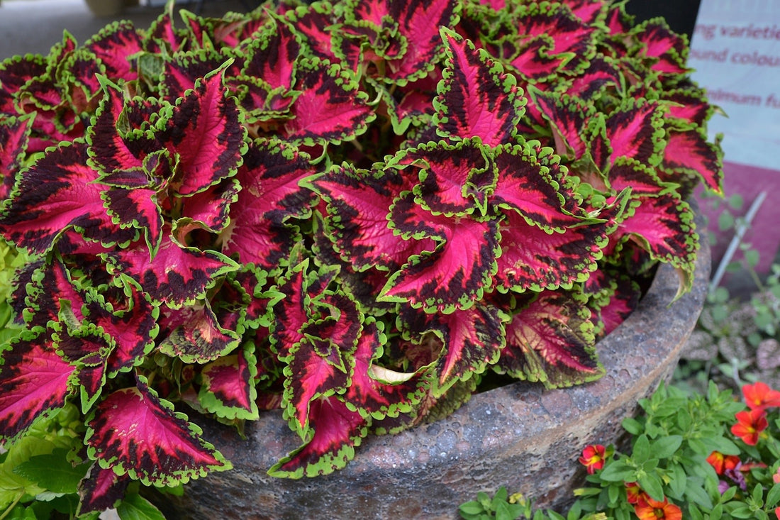 Coleus Heartbreaker - Ladybird Nursery