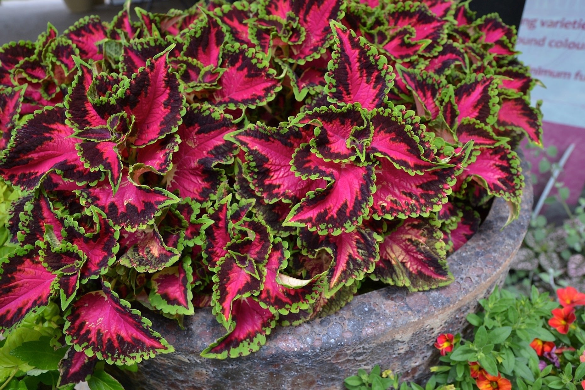 Coleus Heartbreaker - Ladybird Nursery