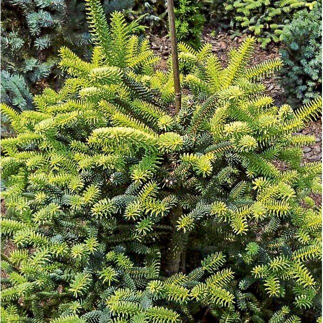 Spanish Fir Aurea Golden (Abies pinsapo) - Ladybird Nursery