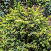 Spanish Fir Aurea Golden (Abies pinsapo)