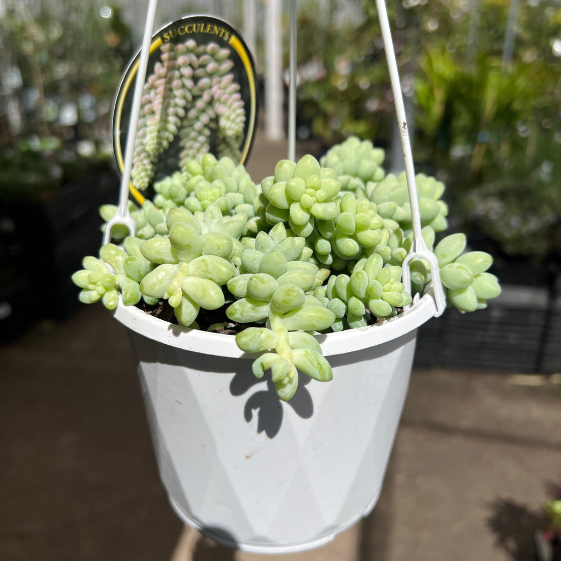 'Donkey Tails' Succulent Hangers - Ladybird Nursery