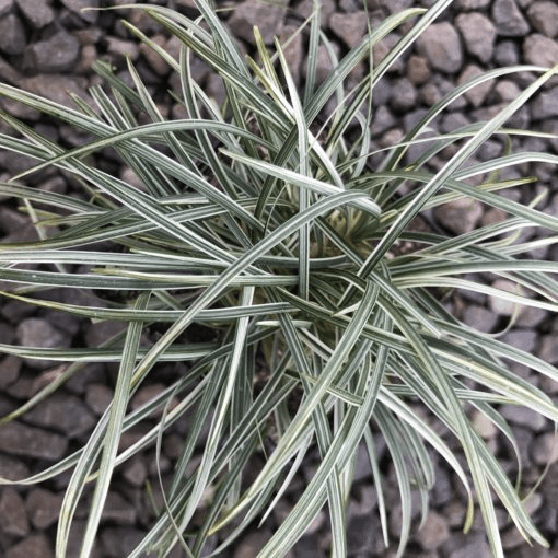 Variegated Mondo Grass variegata (Ophiopogon japonicus) - Ladybird Nursery