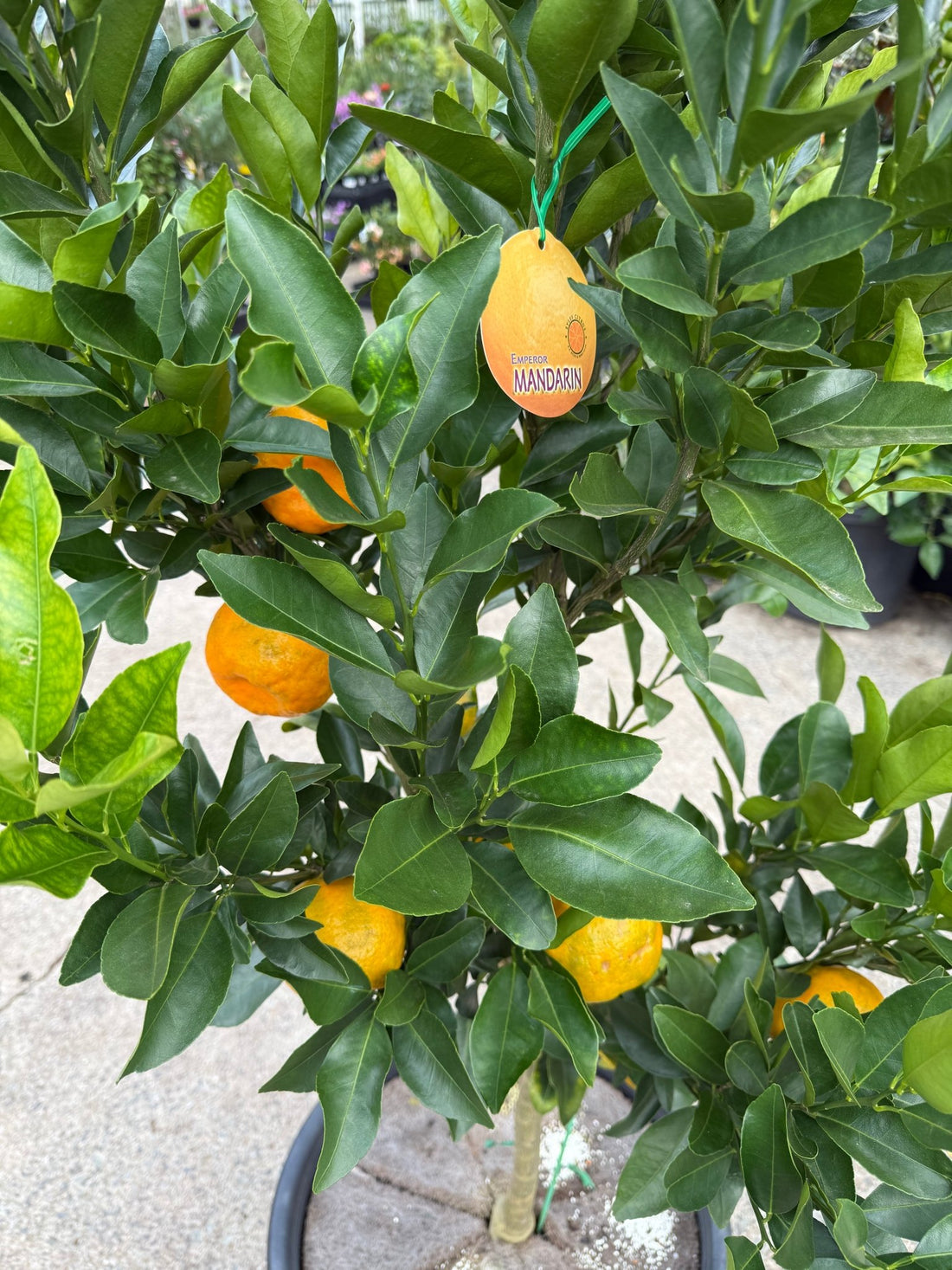 Mandarin 'Emperor' Large Size 500mm Pot (Pickup Only) - Ladybird Nursery