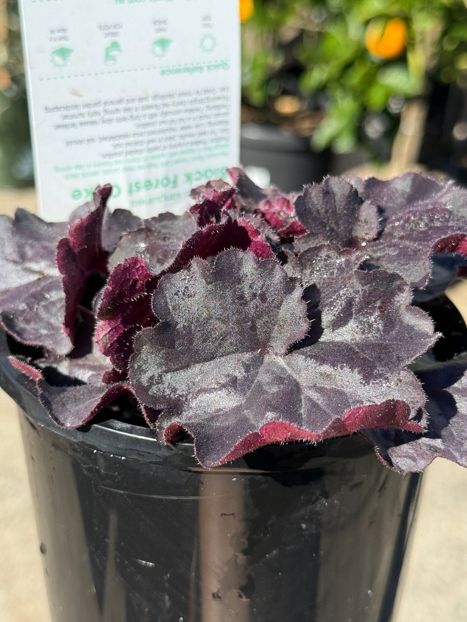 Heuchera 'Black Forest Cake' - Ladybird Nursery