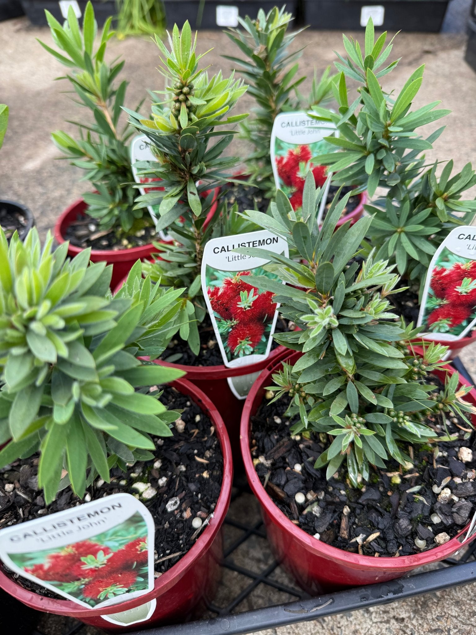 Dwarf Callistemon 'Little John' - Ladybird Nursery