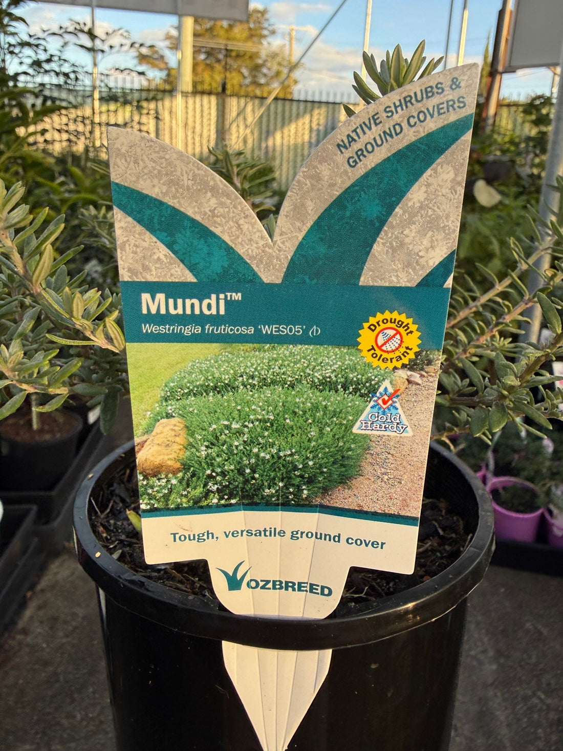 Coastal Rosemary 'MUNDI™' (Westringia fruticosa) - Ladybird Nursery