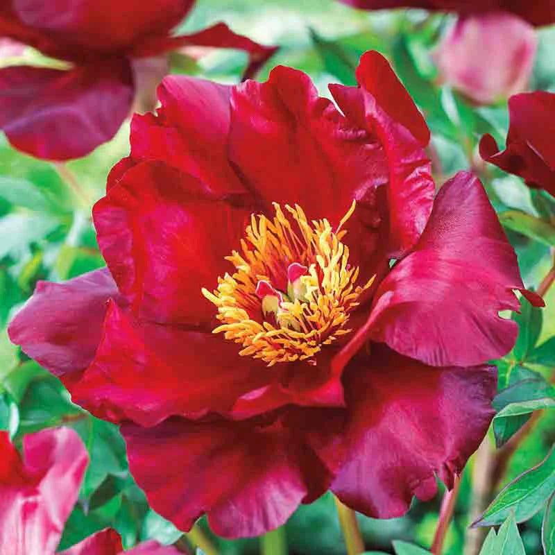 Itoh Peony Scarlet Heaven (Paeonia) - Ladybird Nursery