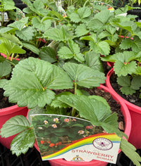 Strawberry 'Roman Pink' - Ladybird Nursery