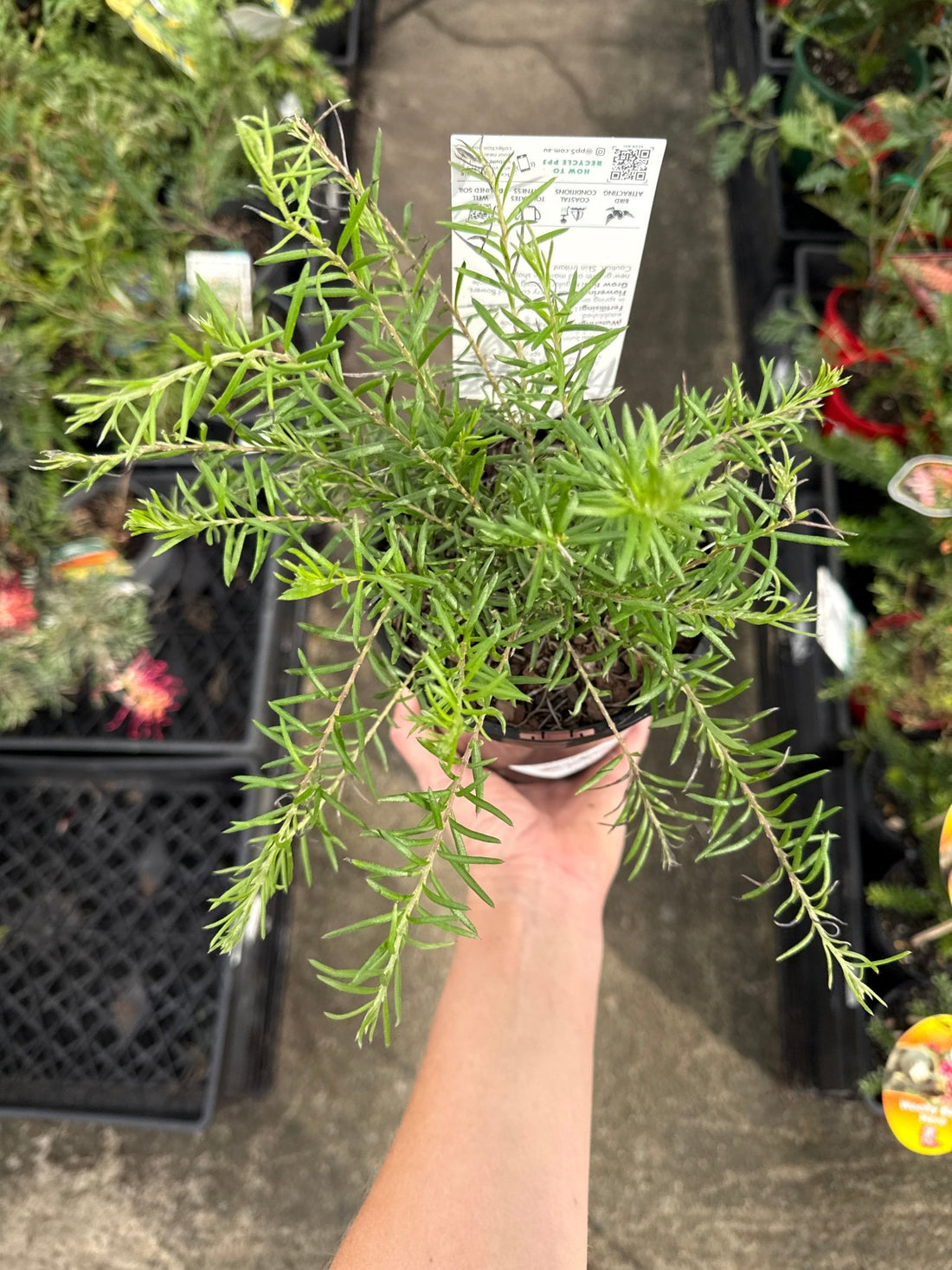 Dwarf Grevillea 'Cherry Ripe' - Ladybird Nursery