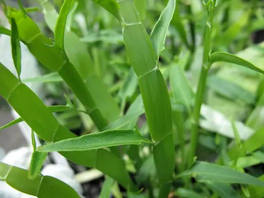 Centipede Plant (Homalocladium platycladum) - Ladybird Nursery