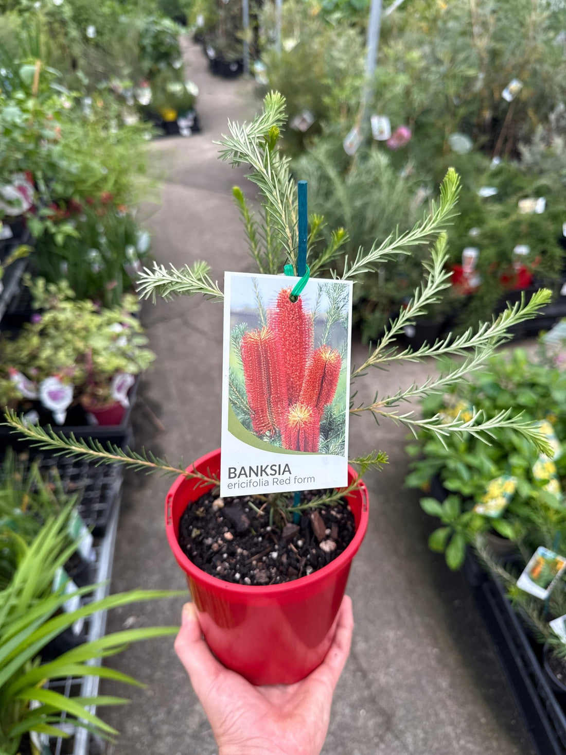 Red Banksia (Banksia ericifolia) - Ladybird Nursery