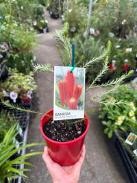 Red Banksia (Banksia ericifolia) - Ladybird Nursery
