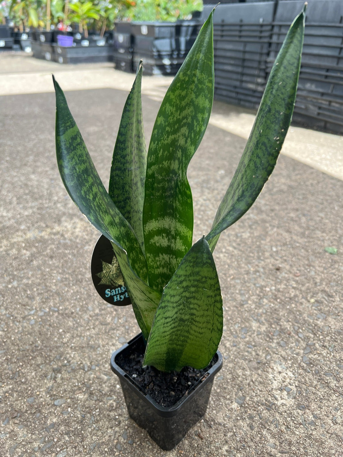 Snake Plant (Sansevieria Trifasciata) - Ladybird Nursery