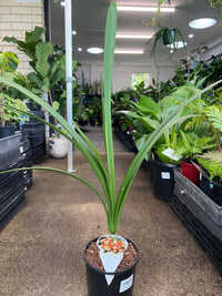 Clivia x Cyrtanthiflora Hybrid - Large - Ladybird Nursery