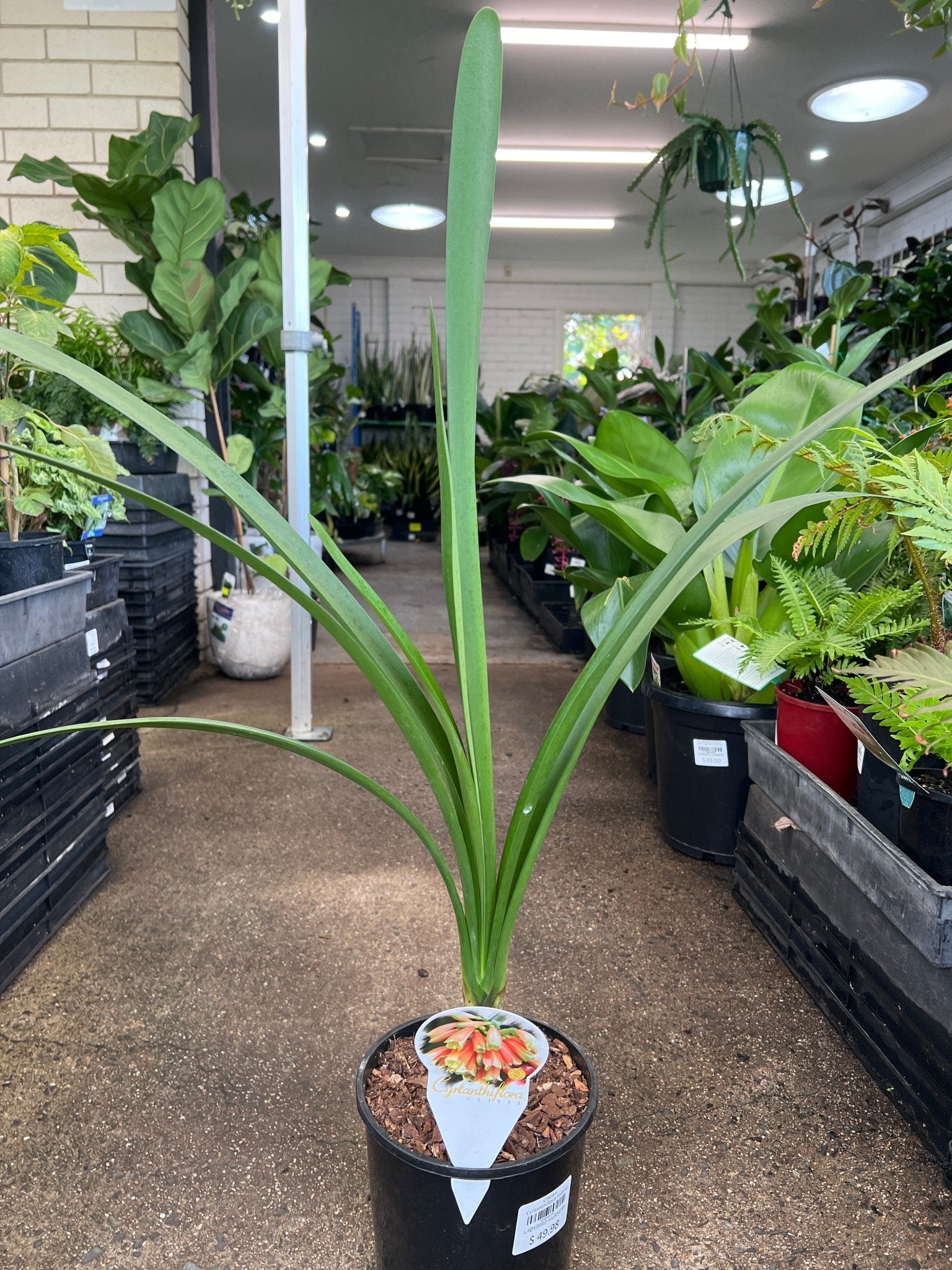 Clivia x Cyrtanthiflora Hybrid - Large - Ladybird Nursery