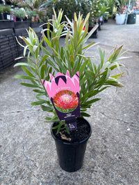 Leucospermum 'So Sincere' - Ladybird Nursery