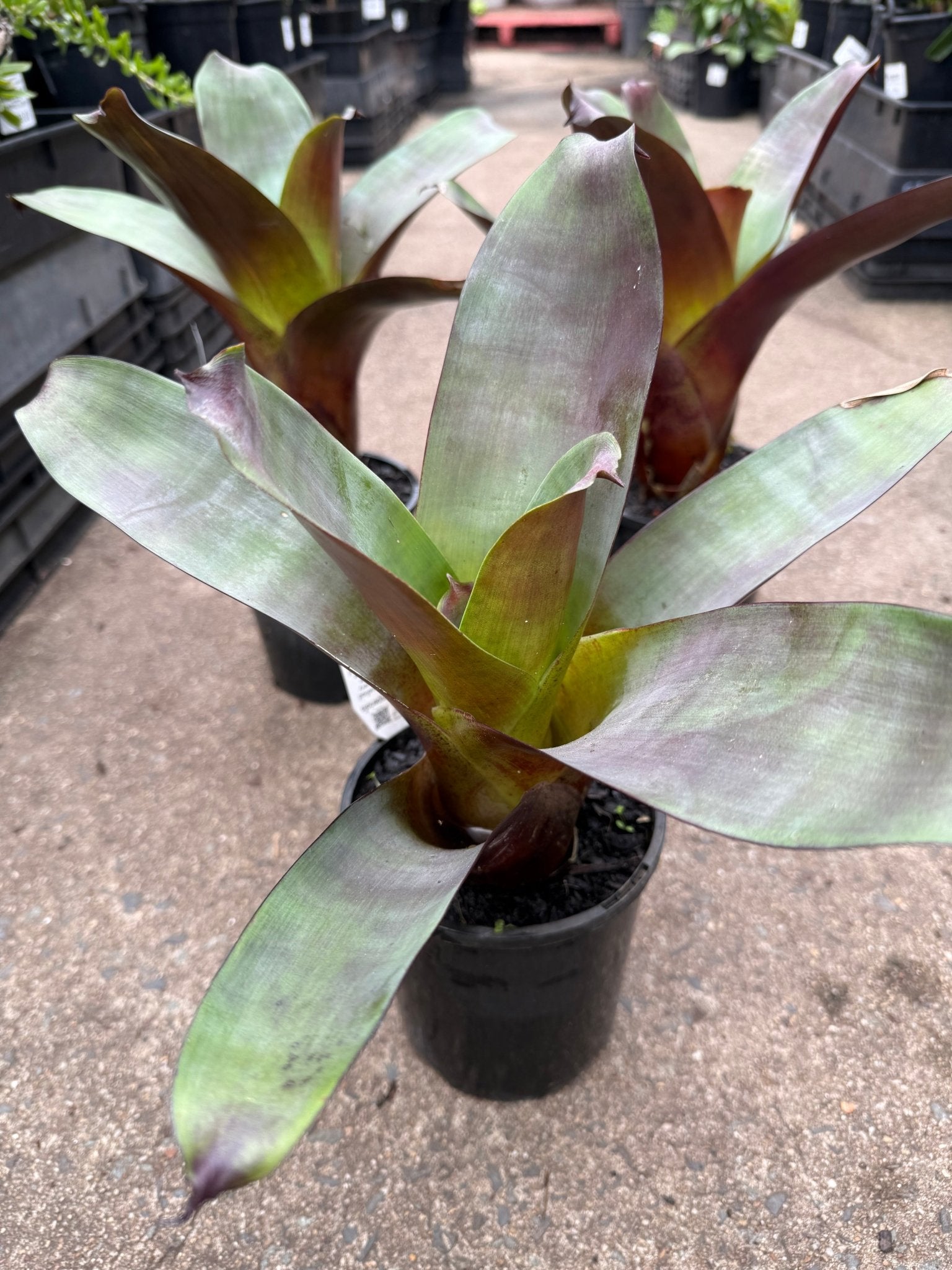 Bromeliad 'Silver Plum' (Alcantarea) - Ladybird Nursery