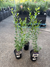 Blueberry 'Gulf Coast' - Ladybird Nursery